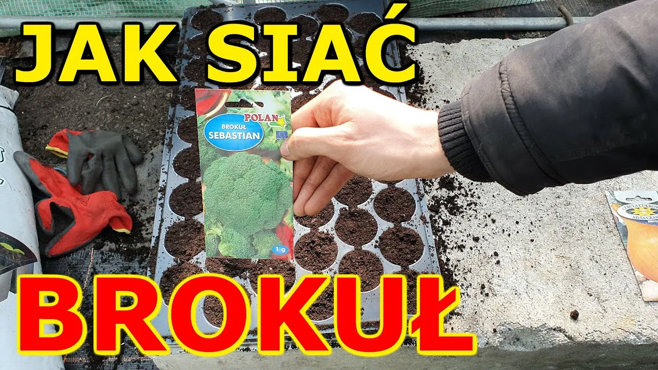 Zdjęcie Kiedy siać brokuły, aby uzyskać obfite plony i zdrowe rośliny