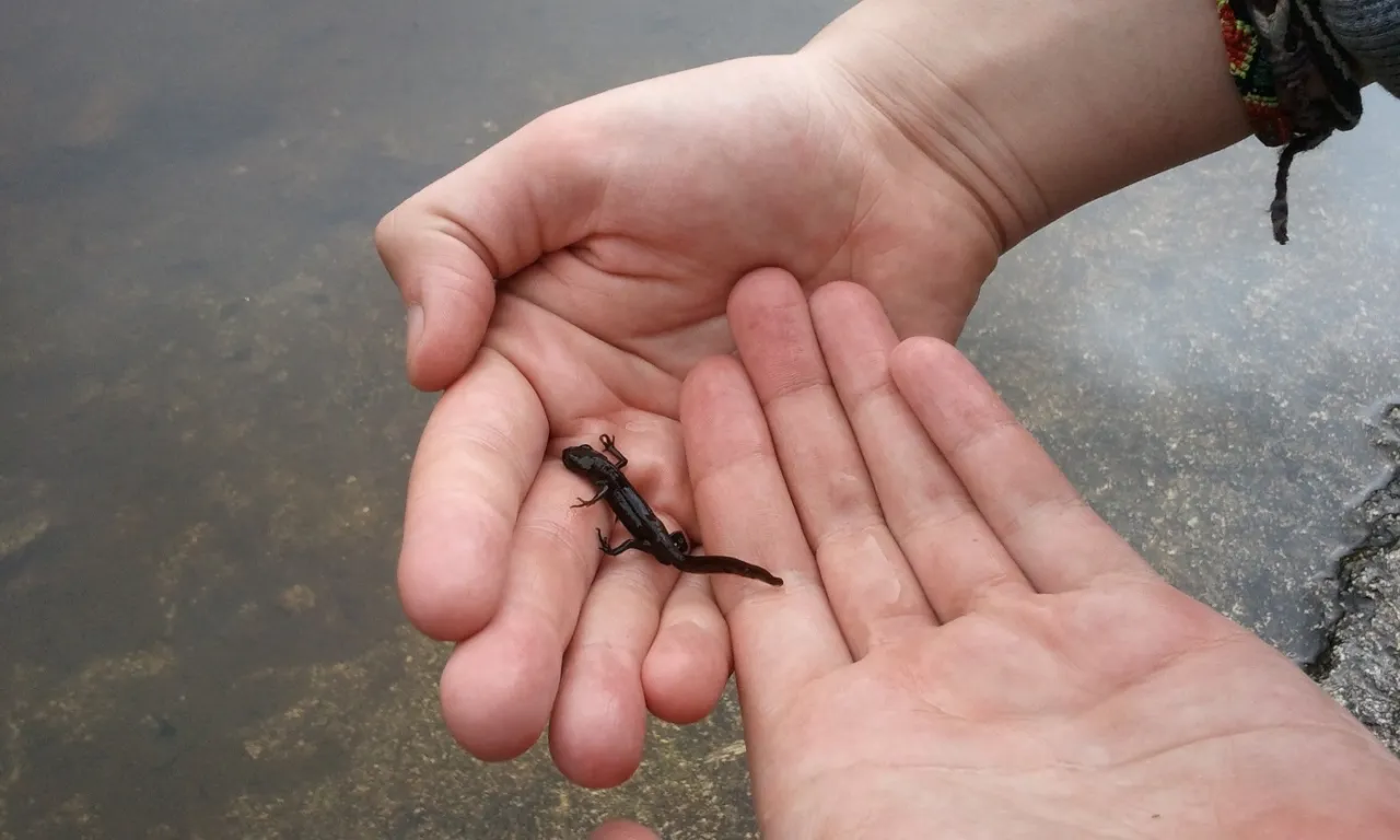 Zdjęcie Wie kommen Molche in den Teich? So schaffen Sie optimale Bedingungen