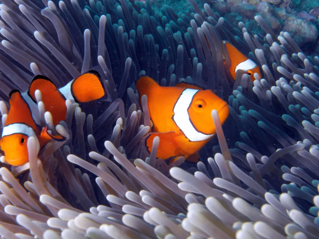 Zdjęcie Rybka Nemo jaki to gatunek? Poznaj tajemnice błazenka plamistego