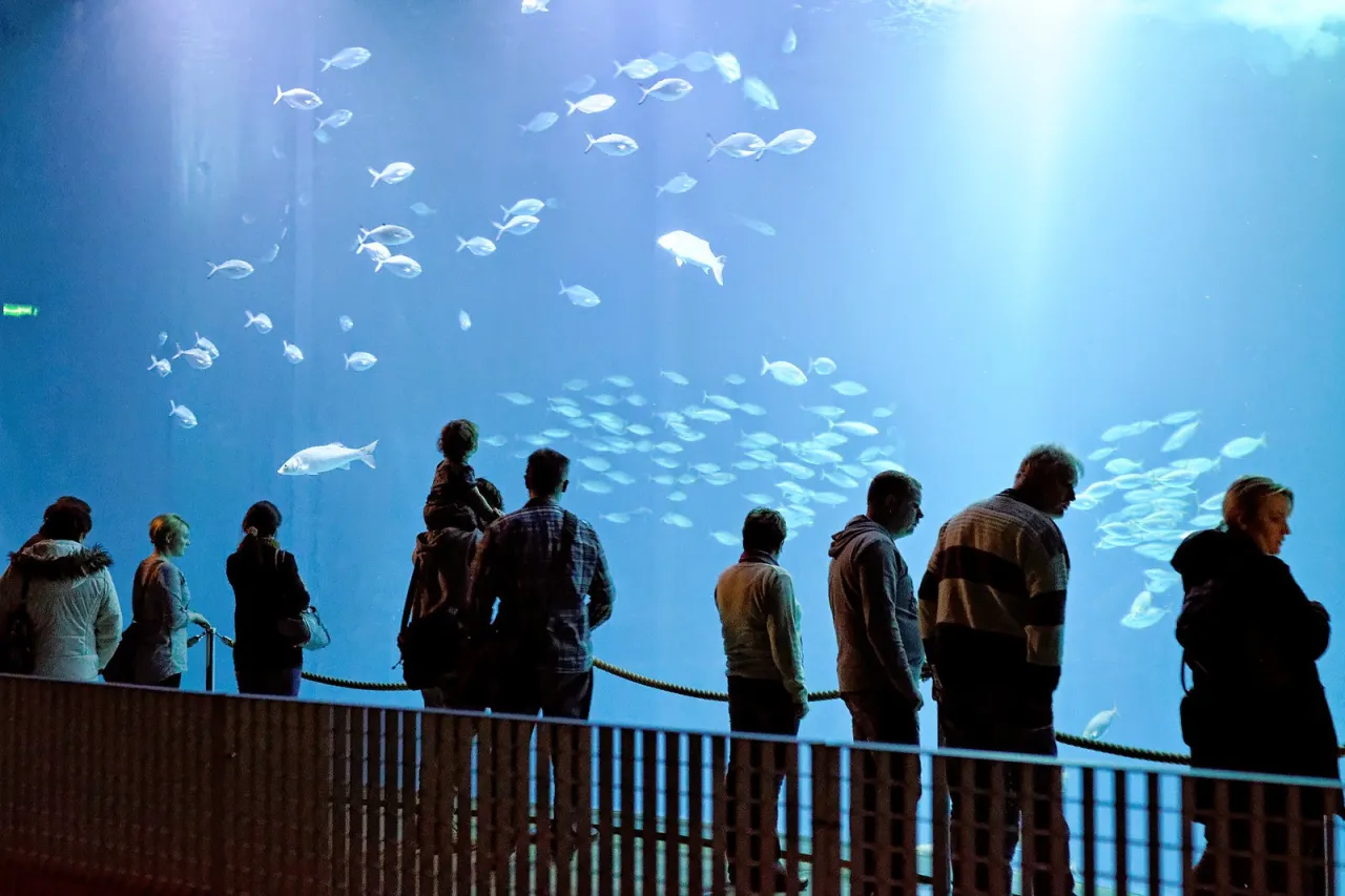Zdjęcie Ozeaneum w Stralsundzie: Fascynujące wystawy i praktyczne informacje