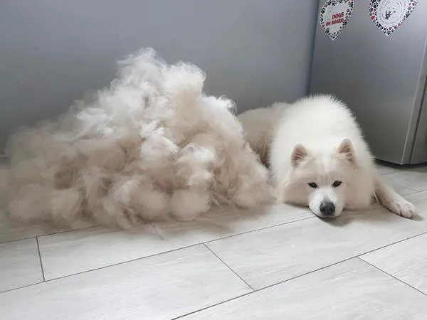 Zdjęcie Czy samoyed uczula? Sprawdź, jak uniknąć alergii na psa