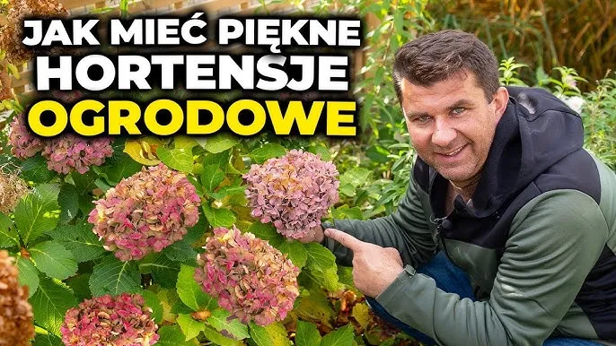 Zdjęcie Kiedy hortensja ogrodowa wypuszcza liście? Poznaj kluczowe terminy