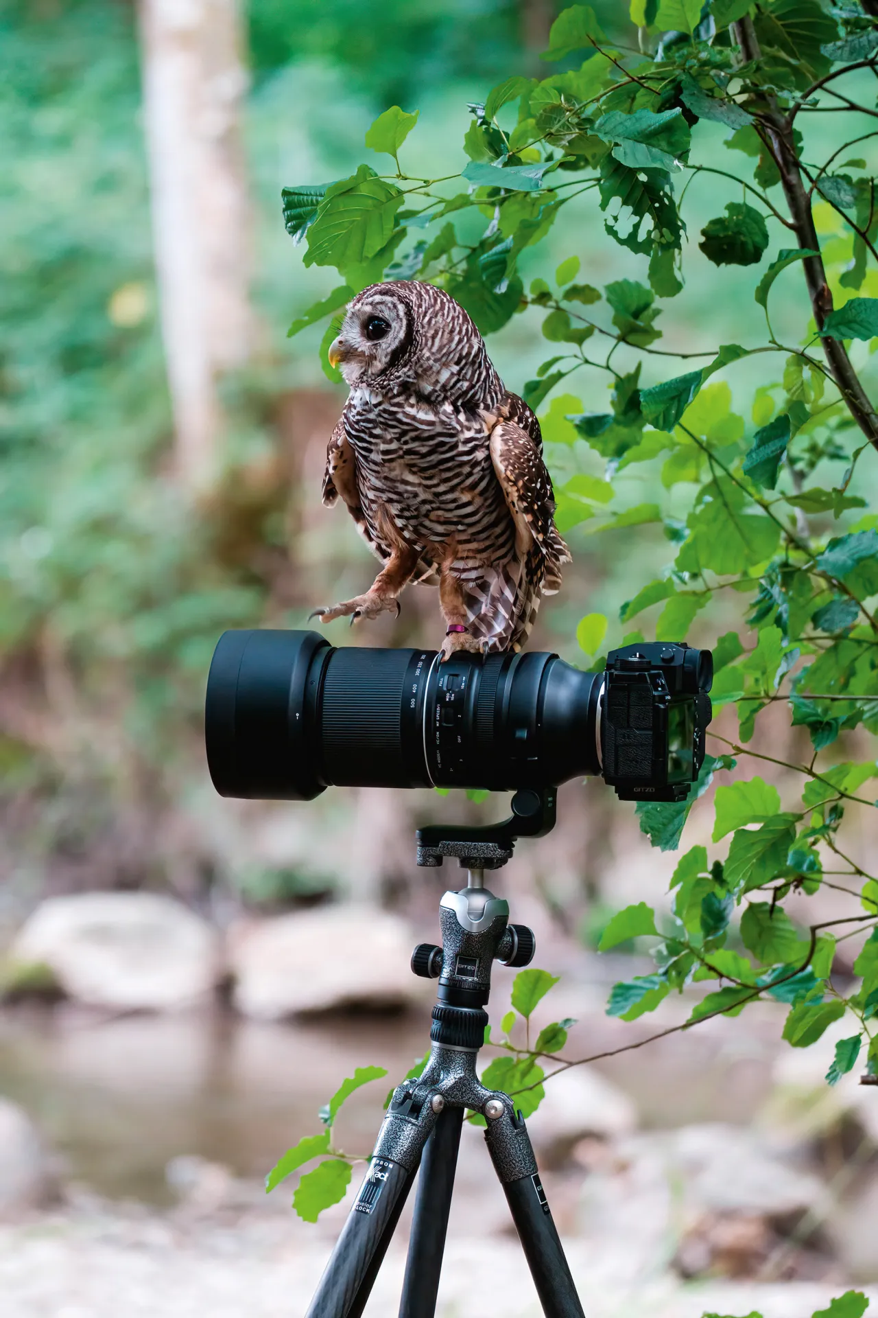 Zdjęcie Jaki aparat do fotografowania zwierząt wybierać, aby nie żałować?