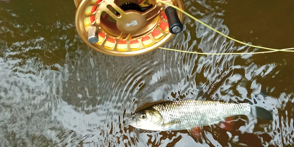 Zdjęcie Jaka wędka muchowa na początek, aby uniknąć frustracji i złowić ryby?