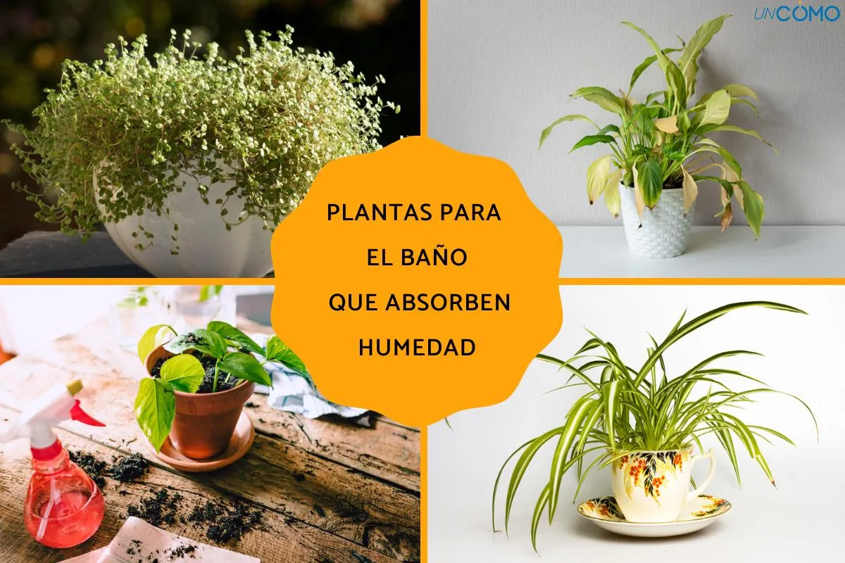 Zdjęcie Plantas para el baño que absorben humedad y mejoran el aire fresco