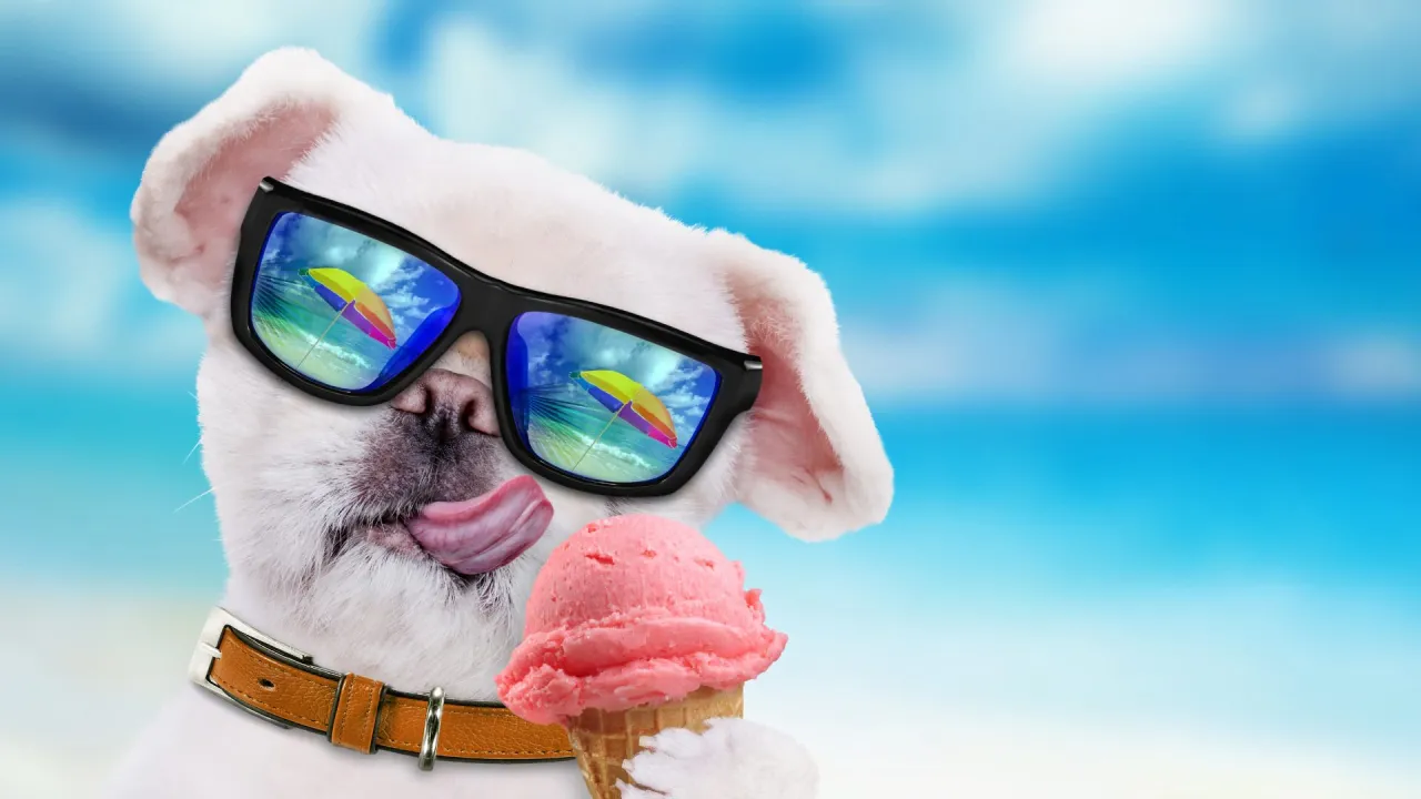 Zdjęcie Czy pies może jeść lody? Dowiedz się, co jest bezpieczne dla pupila