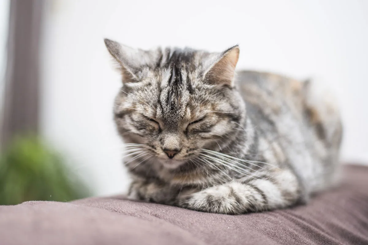 Zdjęcie Wann muss eine Katze zum Tierarzt? Wichtige Hinweise zur Gesundheit