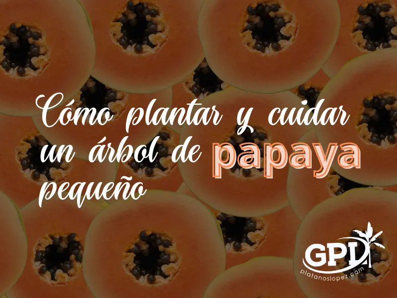 Zdjęcie Cómo cultivar un árbol de papaya en maceta: tips y variedades efectivas