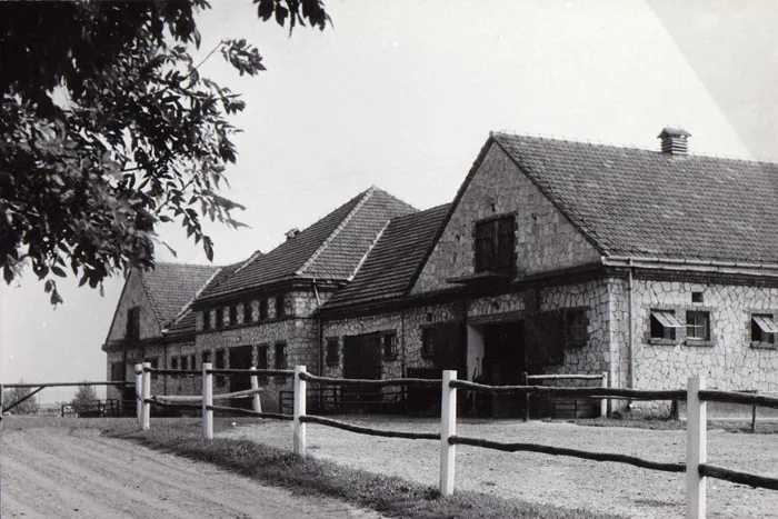 Zdjęcie Stadnina Michałów: Historia, osiągnięcia i tajemnice hodowli koni