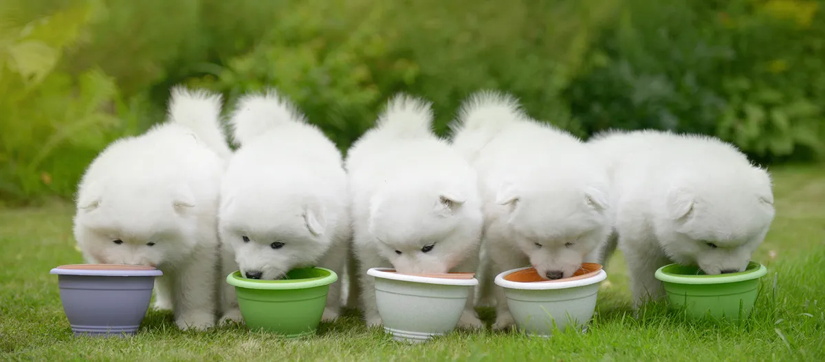 Zdjęcie Samoyed sierść czy włosy - poznaj różnice i pielęgnację futra