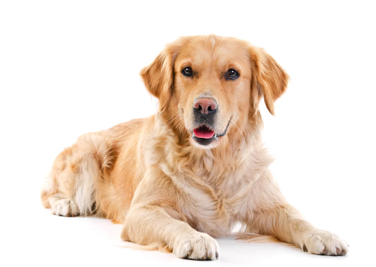 Zdjęcie Ile karmy dla szczeniaka golden retriever? Odpowiednie dawkowanie dla zdrowia