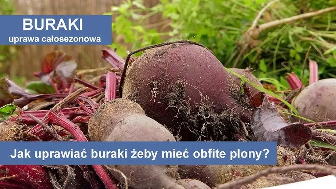 Zdjęcie Kiedy siać buraczki do gruntu, aby uniknąć przymrozków i uzyskać plony