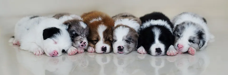 Zdjęcie Kiedy szczeniak otwiera oczy? Normy, problemy i porady weterynarza