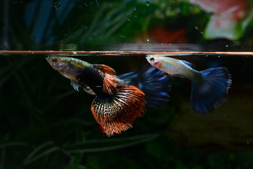 Zdjęcie Czym odrobaczyć rybki akwariowe, aby uniknąć pasożytów?