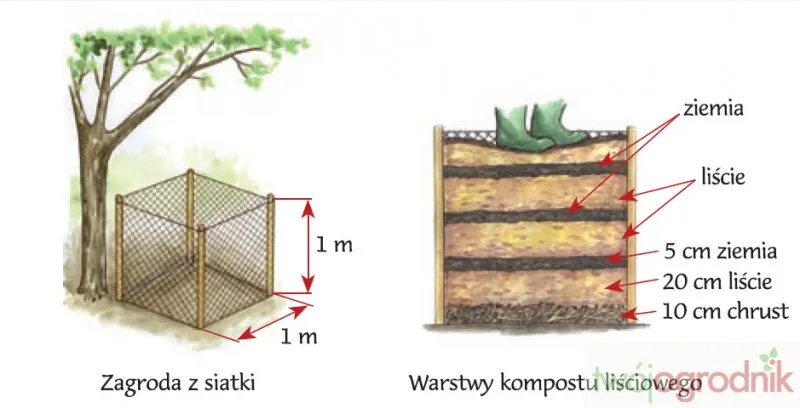 Zdjęcie Czy liście dębu nadają się na kompost? Oto co powinieneś wiedzieć!