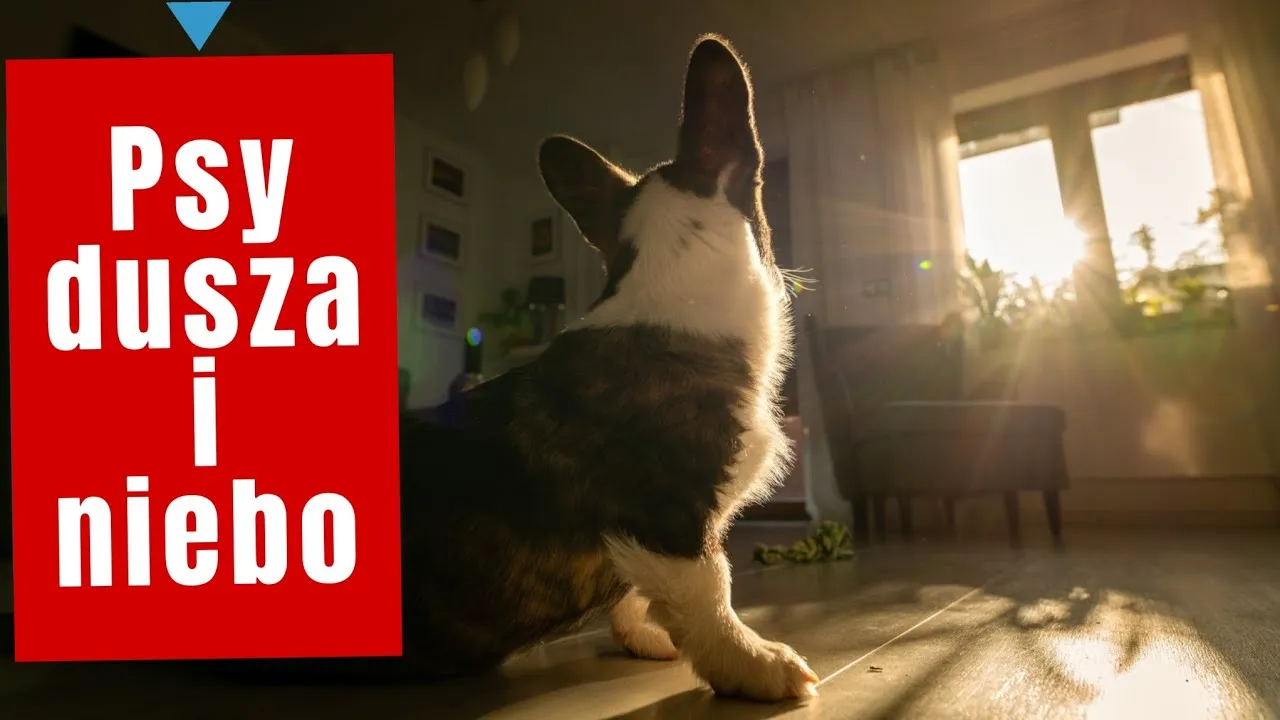 Zdjęcie Czy pies ma duszę? Odpowiedzi religijne, filozoficzne i naukowe na pytanie o duchowość psów