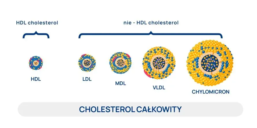 Zdjęcie Jaki jest dobry cholesterol HDL czy LDL? Poznaj kluczowe różnice