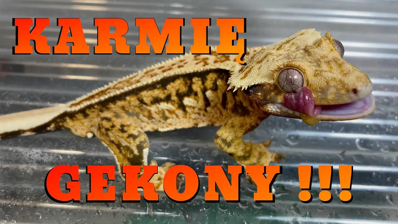 Zdjęcie Jak często karmić gekona orzęsionego, aby zapewnić mu zdrowie?