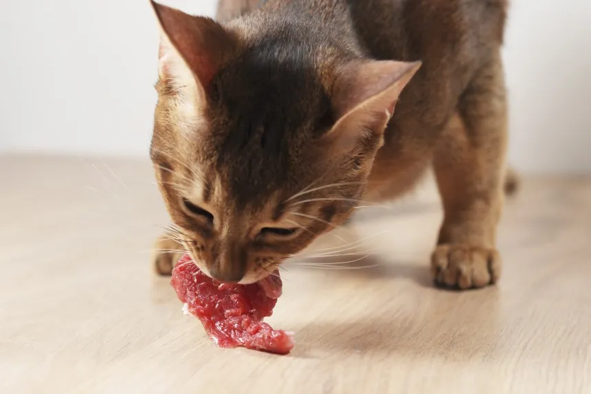 Zdjęcie Jak skutecznie odrobaczać kota? Preparaty, dawkowanie i ważne wskazówki