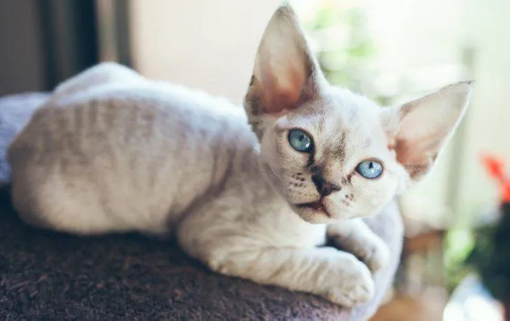 Zdjęcie Ile kosztuje Devon Rex? Ceny kociąt i ukryte wydatki na kota