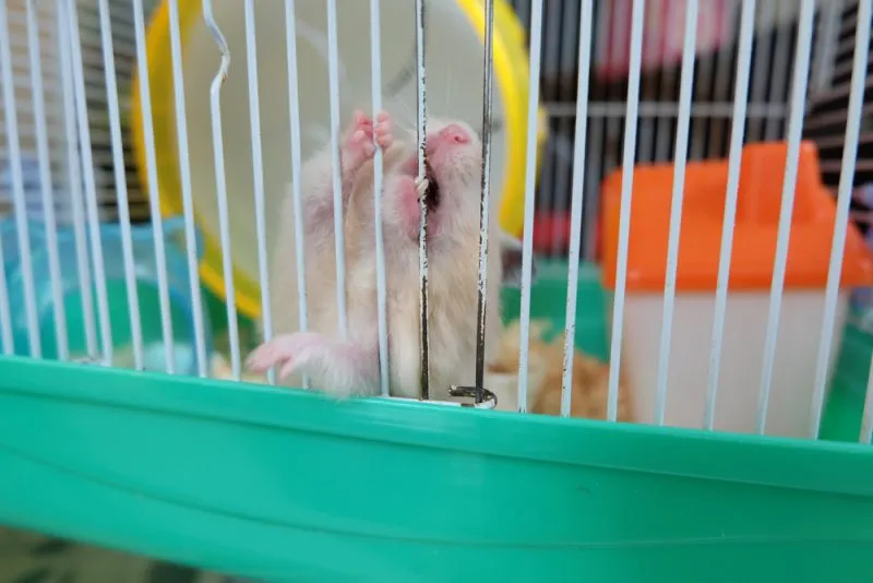 Zdjęcie Chomik gryzie klatkę? 5 skutecznych sposobów na rozwiązanie problemu