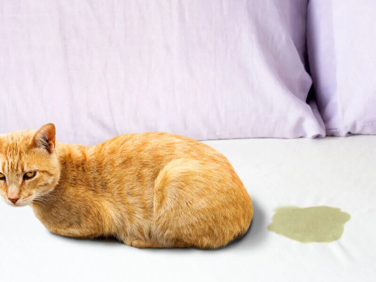 Zdjęcie Por qué mi gato se mea en la cama: causas y soluciones efectivas
