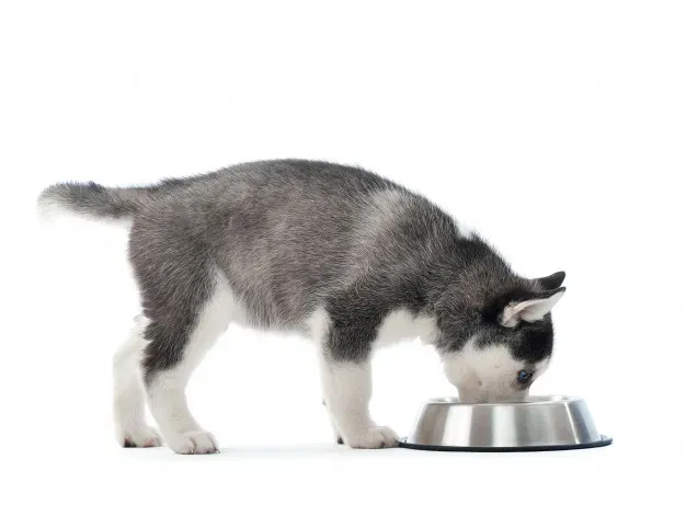 Zdjęcie Ile dziennie je husky? Odkryj idealną porcję dla zdrowia psa