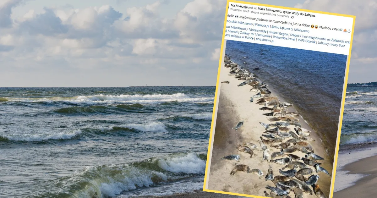 Zdjęcie Gdzie zobaczyć foki nad Bałtykiem? Najlepsze miejsca na obserwację