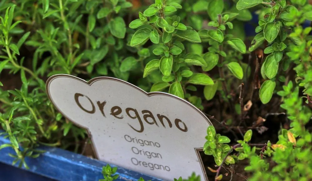 Zdjęcie Czy kwiaty oregano są jadalne? Odkryj ich smak i korzyści zdrowotne