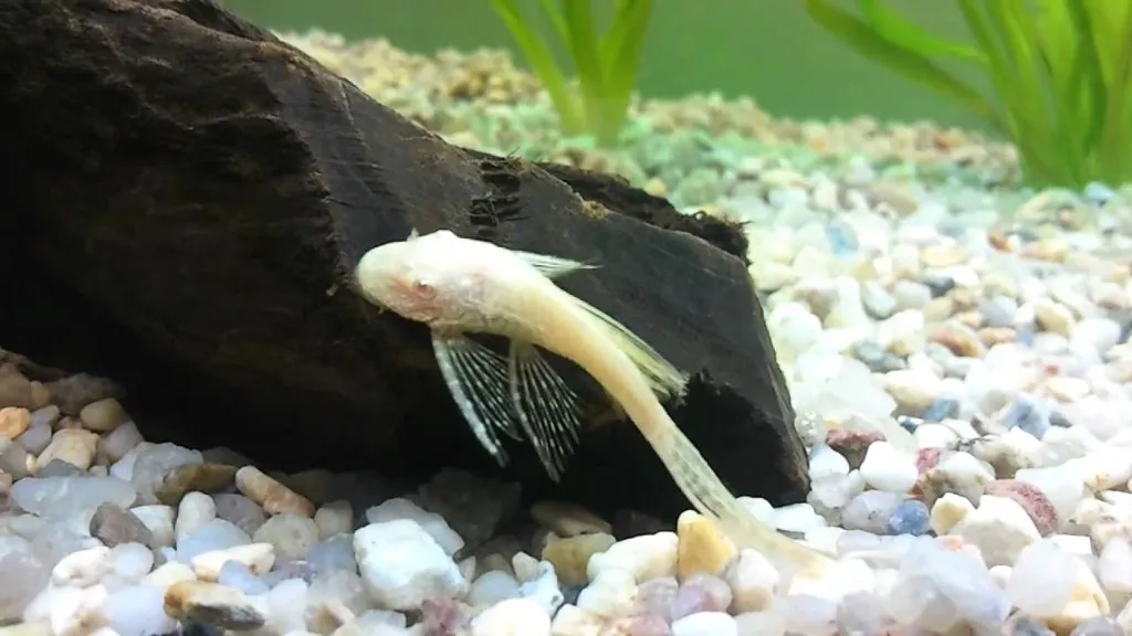 Zdjęcie Ile kosztuje glonojad w sklepie zoologicznym? Ceny, które zaskoczą