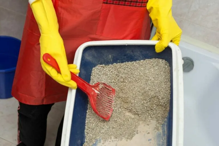 Zdjęcie Co ile wymieniać żwirek w kuwecie, aby uniknąć nieprzyjemnych zapachów