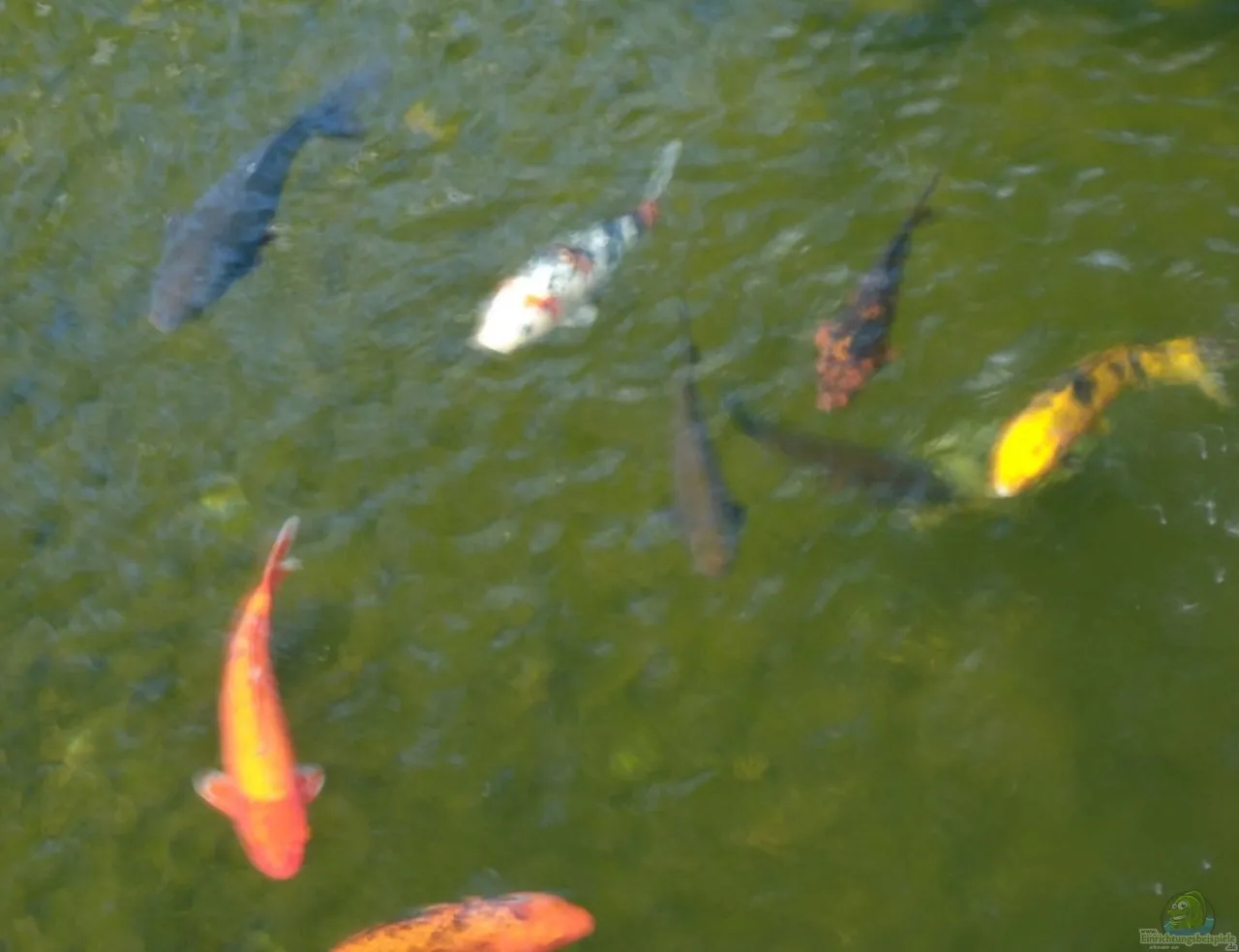 Zdjęcie Was fressen Kois im Teich? Die besten Futteroptionen und Tipps