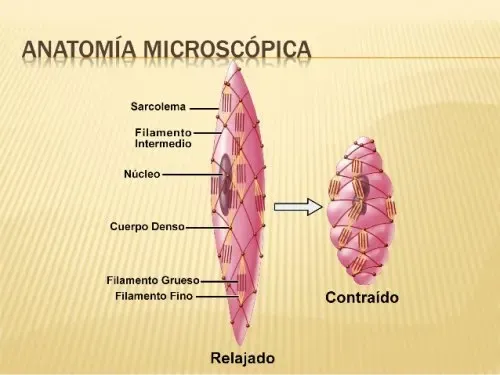 Zdjęcie M&uacute;sculo liso: el motor oculto de tu cuerpo. &iquest;C&oacute;mo funciona?