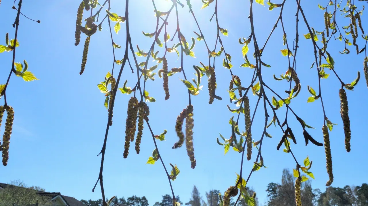 Zdjęcie Czy brzoza uczula? Objawy alergii i jak ich unikać w sezonie pylenia