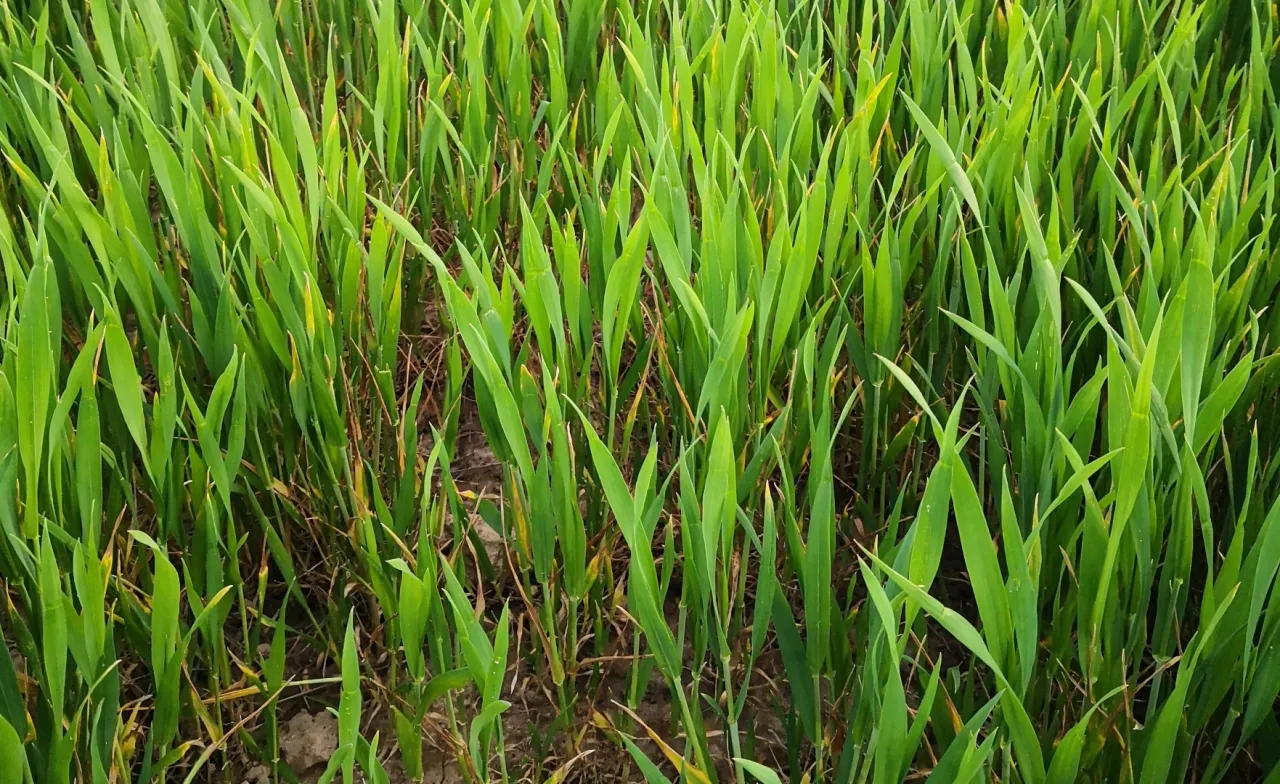 Zdjęcie Następstwo roślin po pszenżycie: Jak wybrać optymalną uprawę?