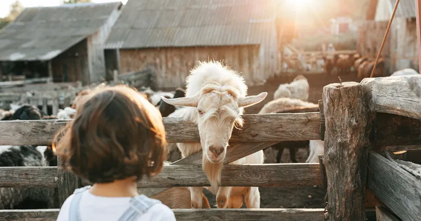 Zdjęcie Czy agroturystyka jest działalnością rolniczą? Odkryj prawne różnice