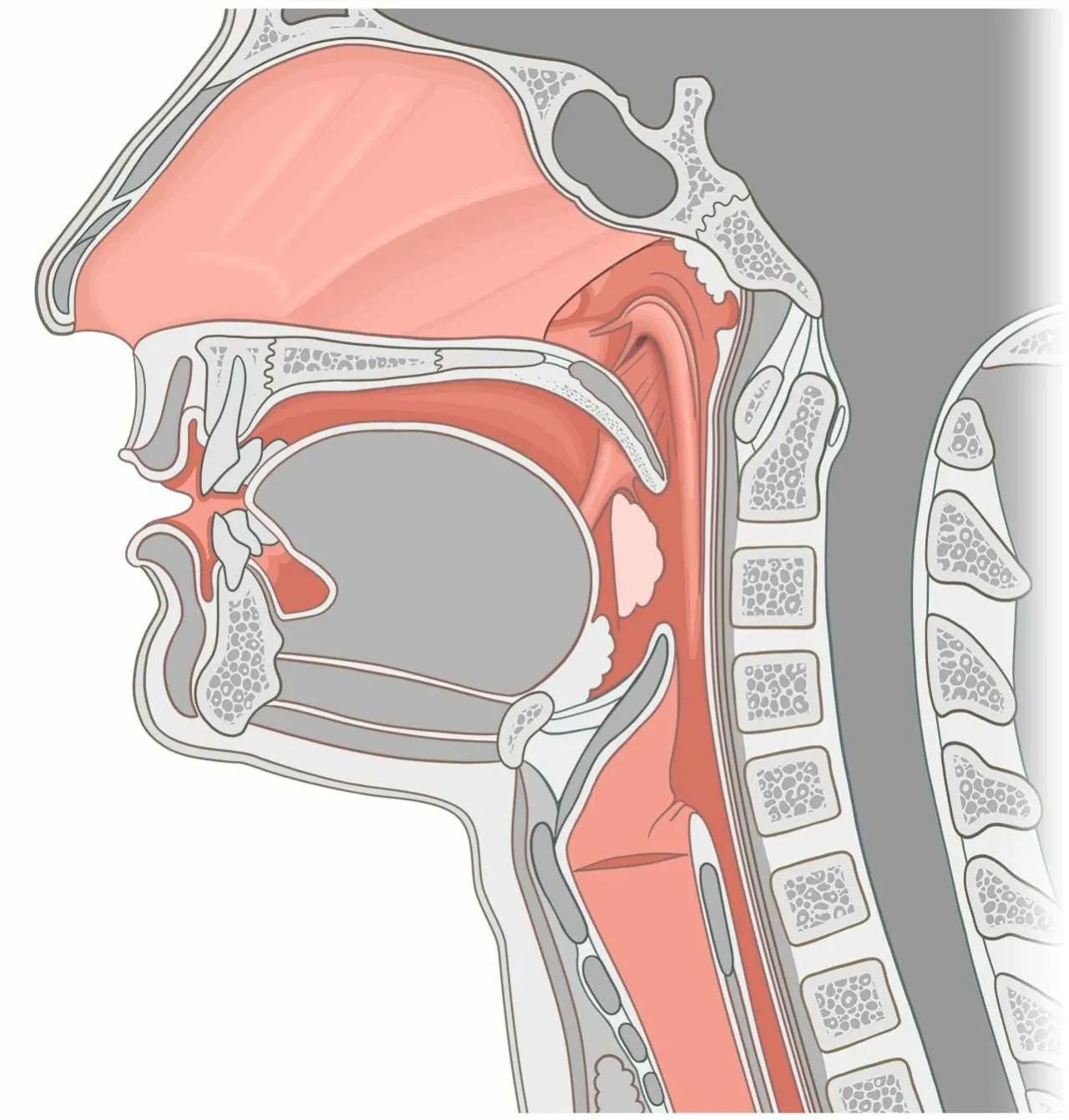 Zdjęcie Músculos de la lengua: funciones esenciales y su impacto en el habla