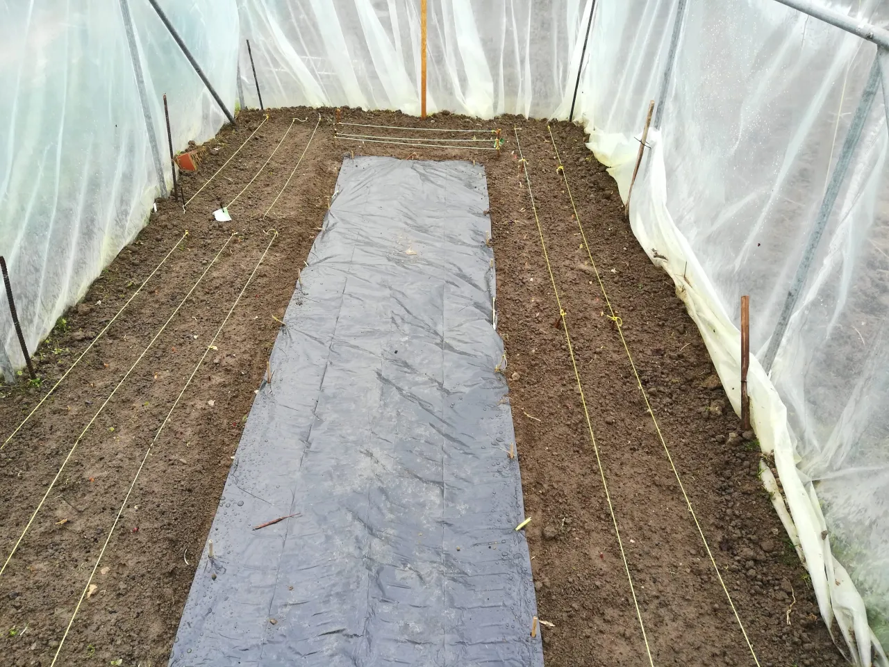 Zdjęcie Co siać na zimę w tunelu foliowym, aby uniknąć strat w plonach?