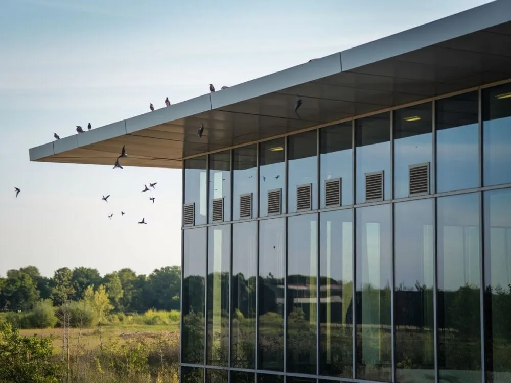 Zdjęcie Skuteczne sposoby na pozbycie się jaskółek z okna bez szkody dla ptaków