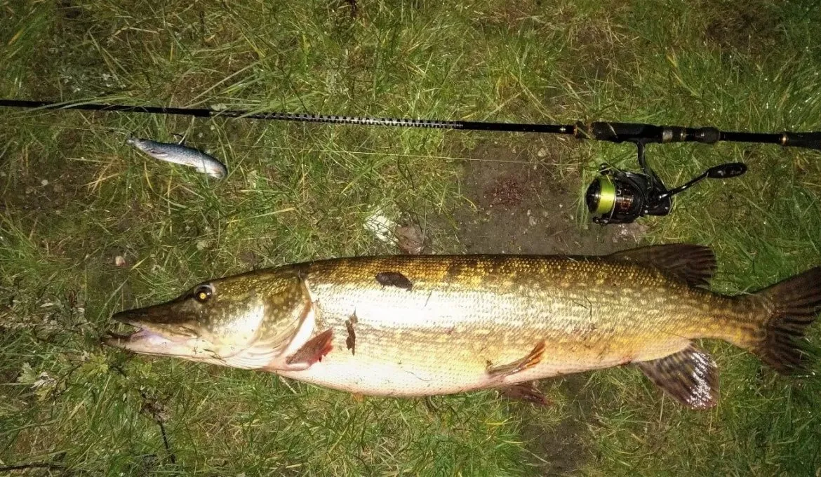 Zdjęcie Jak złowić szczupaka na spławik – sprawdzone techniki i porady