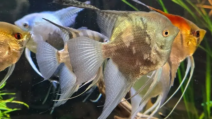 Zdjęcie Jakie rybki ze skalarami: idealne towarzystwo dla spokojnego akwarium