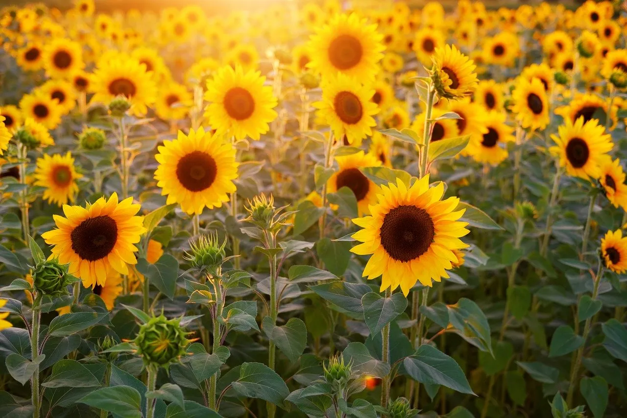 Zdjęcie Najpiękniejsze krótkie cytaty o lecie, które inspirują i poruszają serce