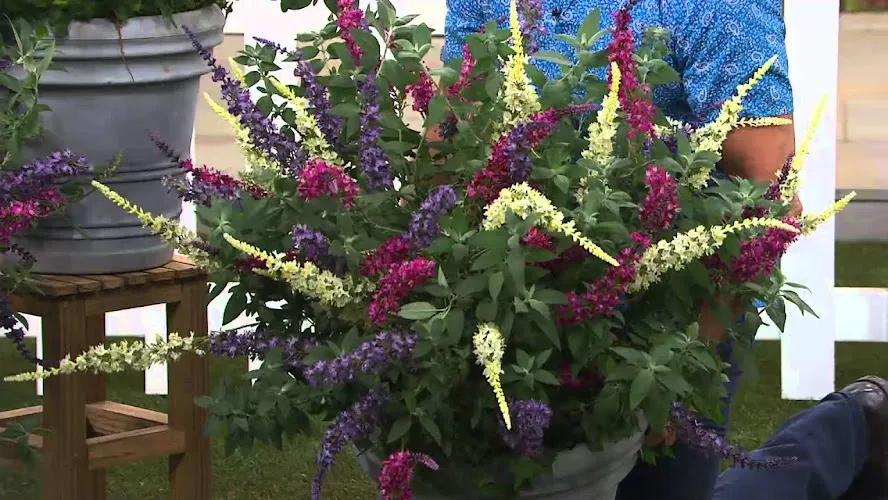 Zdjęcie Jak uprawiać budleję trójkolorową, aby cieszyć się jej pięknem