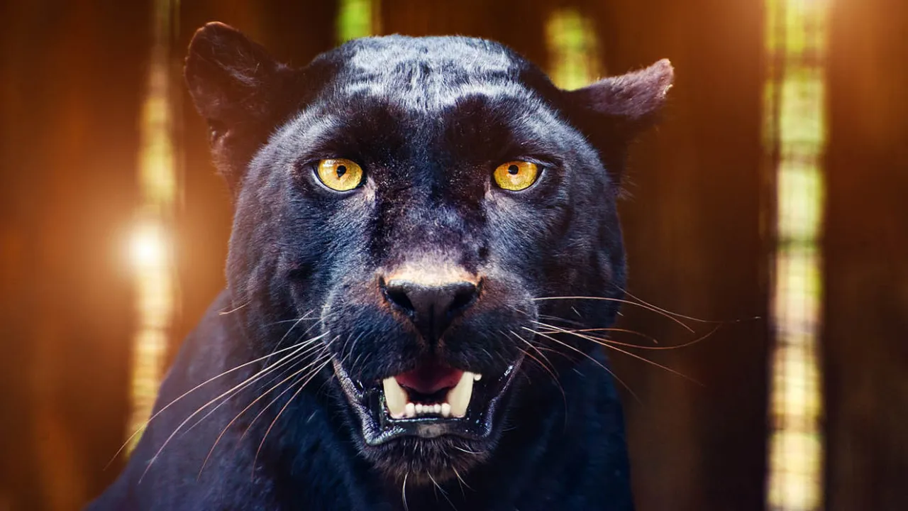 Zdjęcie Sennik Panthera - Czarna Panthera Sennik