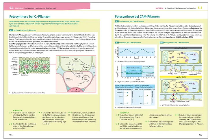 Zdjęcie Effektive Vorbereitung auf das Abitur Biologie: Wichtige Themen und Materialien