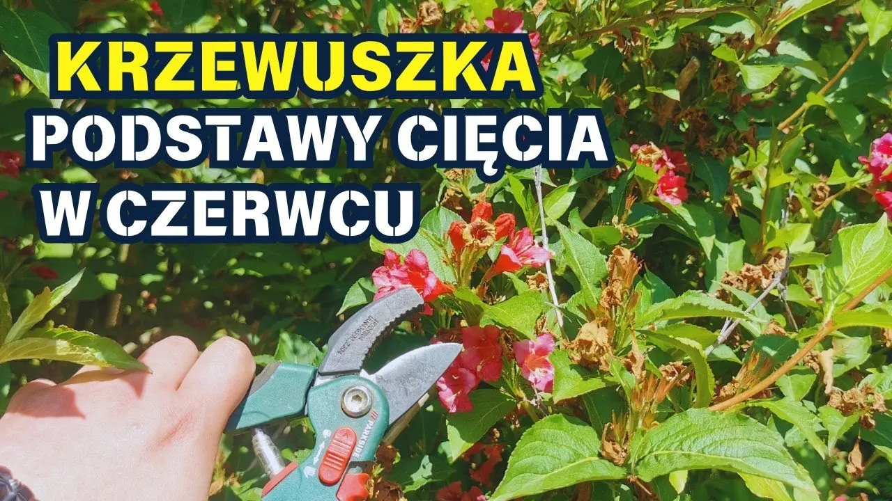 Zdjęcie Krzewuszka: Cięcie krok po kroku klucz do obfitych kwiatów