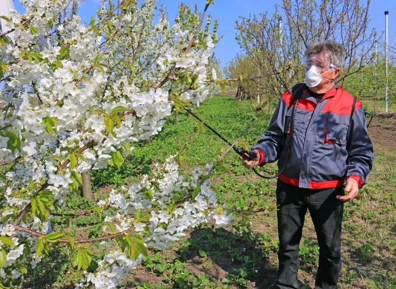 Zdjęcie Skuteczne opryskiwanie drzew owocowych miedzianem: terminy i zasady aplikacji