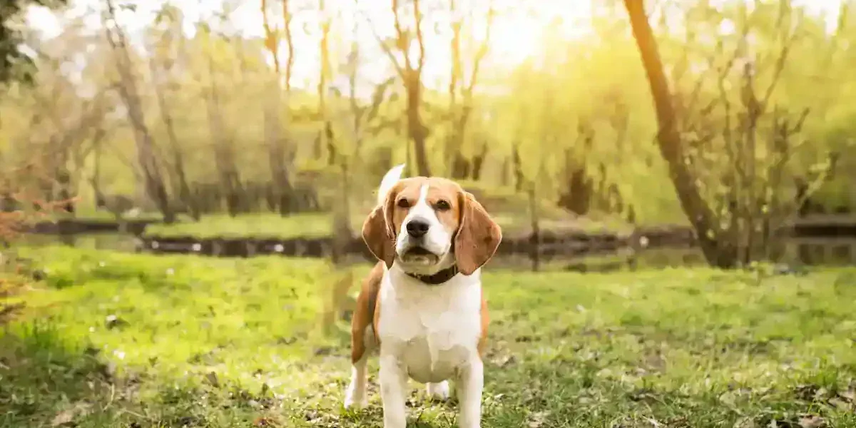 Zdjęcie Kiedy odrobaczać szczeniaka, aby uniknąć problemów zdrowotnych?
