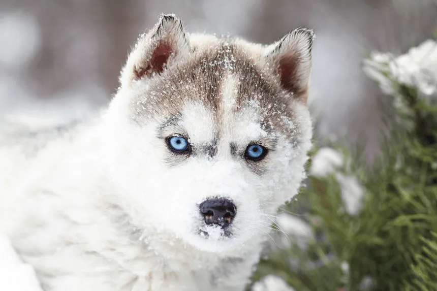 Zdjęcie Husky a pies domowy: podobieństwa, różnice i co musisz wiedzieć o obu rasach