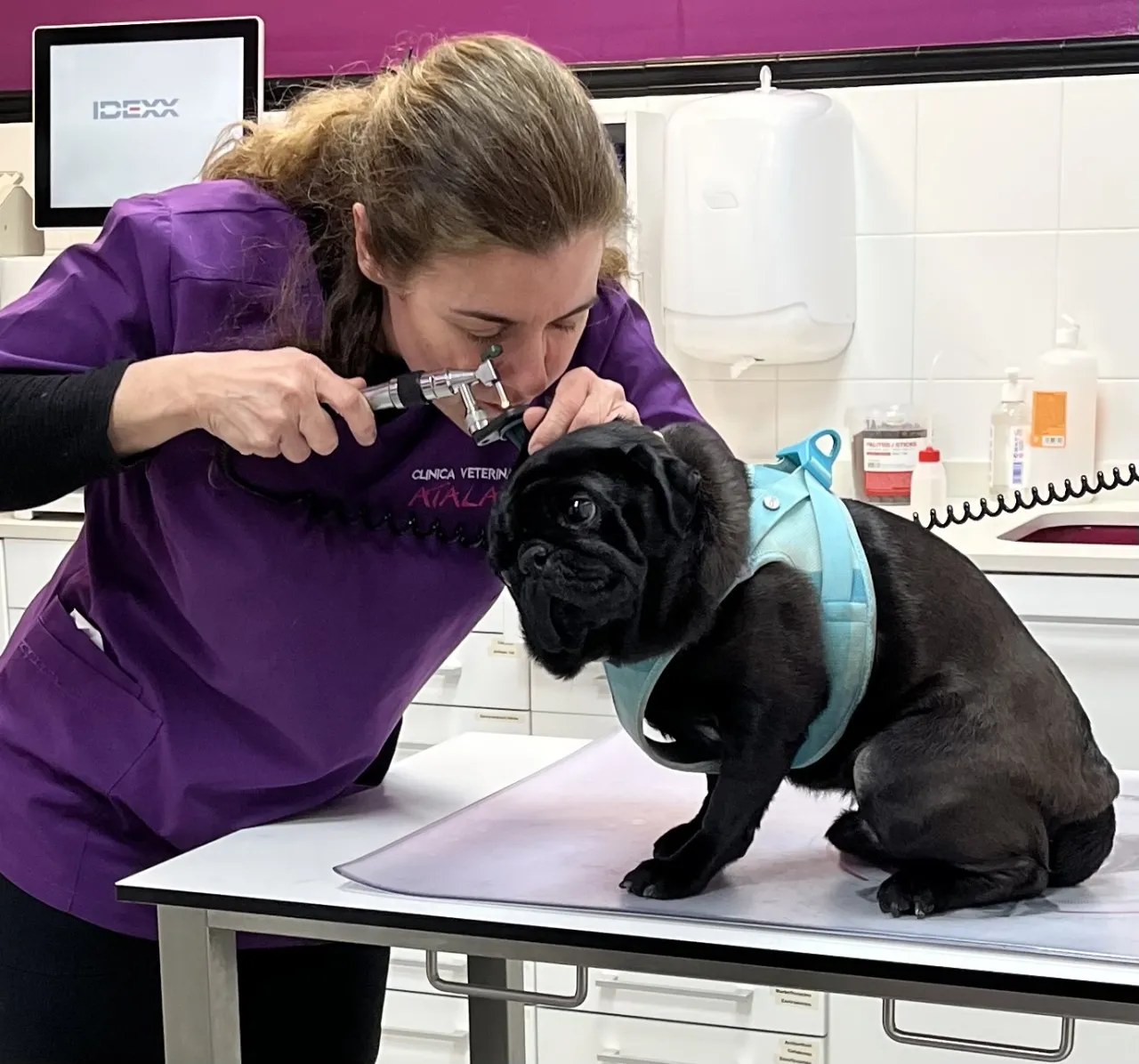 Zdjęcie Veterinario Valencia: Encuentra la mejor atención para tu mascota